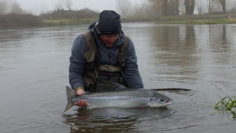 A man is stranding in a river with water up to his waste. He is holding a large salmon. He is wearing waders, an anorak and a hat. The weather is dull and misty and the river water is brown.