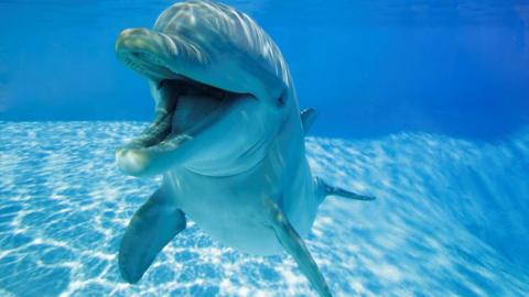 A dolphin smiling