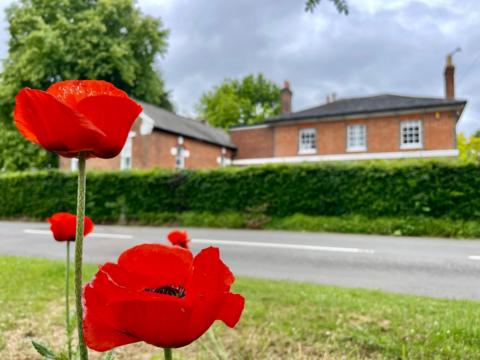 A flowery scene in Waltham St Lawrence