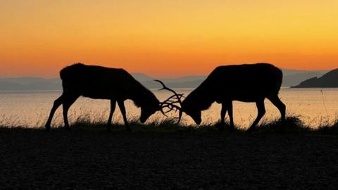 Two stags locking antlers at Applecross