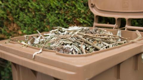 A brown wheelie bin full of dried garden waste, seen in front of a green garden hedge