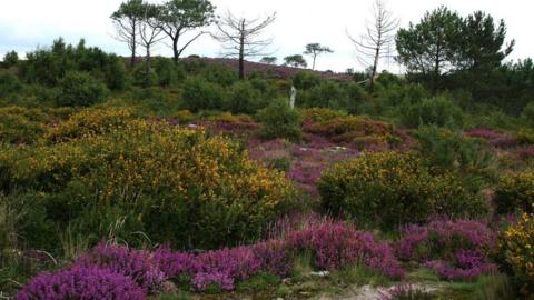 A view of Upton Heath on a cloudy day. Many flowers are in bloom.