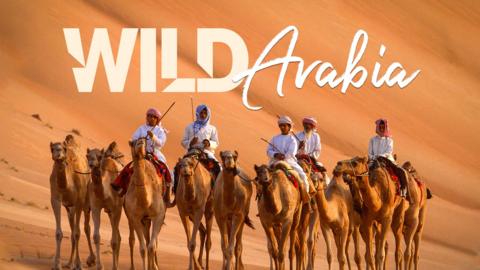 Wild Arabia