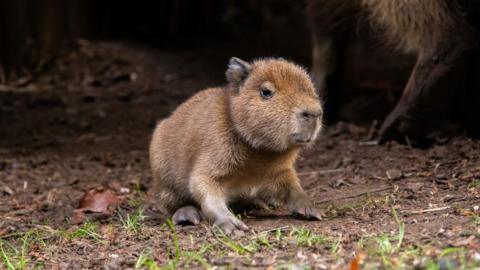 a capybara pup on some soil