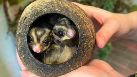 The picture shows a small wooden ball which has the front cut out of it. Inside are two small brown possums, which have huge brown eyes. They're being held by someone who is standing out of the frame of the picture.