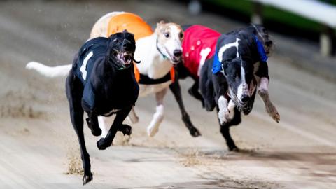 A group of four greyhounds, including one black dog, a black and white dog and a white dog. They are racing on the track of a greyhound stadium. 