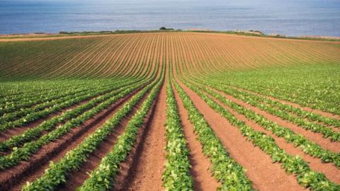 Field of potatoes in East Lothian