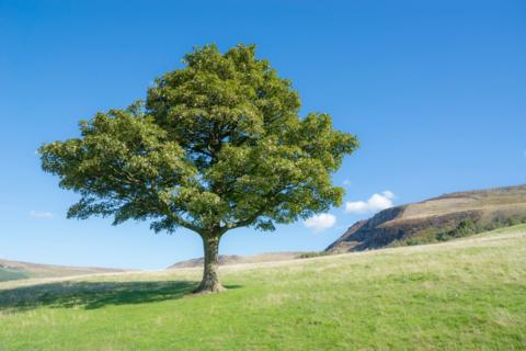 A tree stands in a green landscape