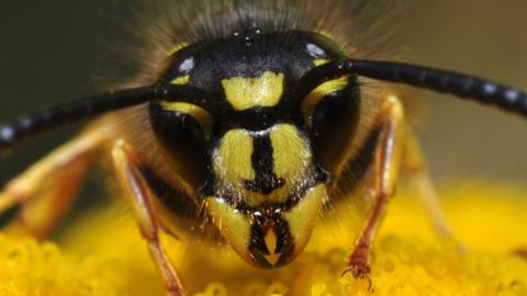 Common wasp