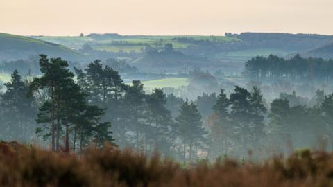 A misty day looking over the Dorset countryside. There are pine trees in the foreground with green fields behind. You can see the ruins of Corfe Castle in the distance on top of a small hill.