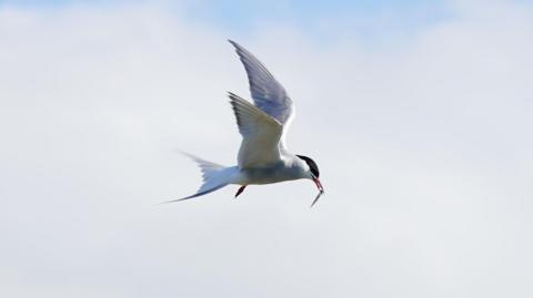 A common tern in flight. The bird has a black head while the rest of its body is white. It has a small fish in its beak.