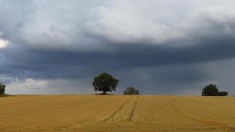 A large dark cloud in the distance over a wheat field in Suffolk