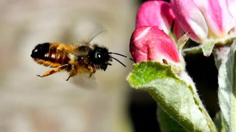 Solitary bee