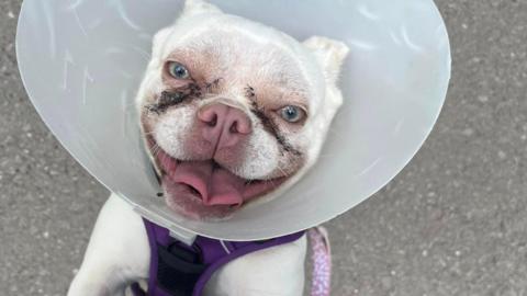 A French Bulldog called China who has received facial fold surgery and nares surgery to enlarge the nostrils. She is a small white dog with a cone around her head and a purple vest. She has around 20 stitches underneath each eye, stretching from her eyebrows towards her cheeks.