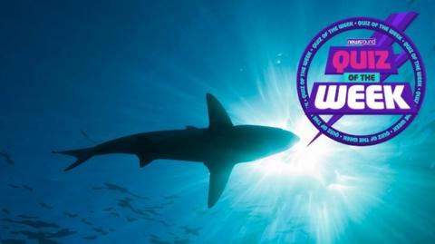 A shark swimming in the water seen from below with the Quiz of the Week logo on it.