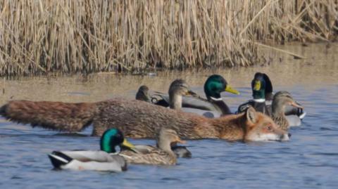 A closer picture of the fox who appears to be entering the water along side the ducks. The reed bed can be seen in the background.