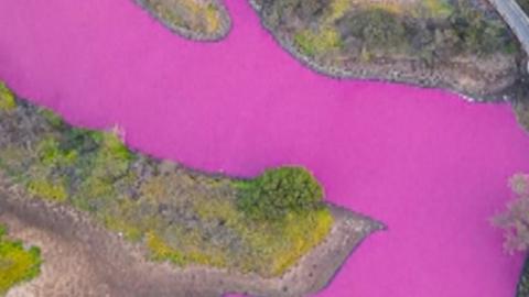 A bright pink pond in Hawaii