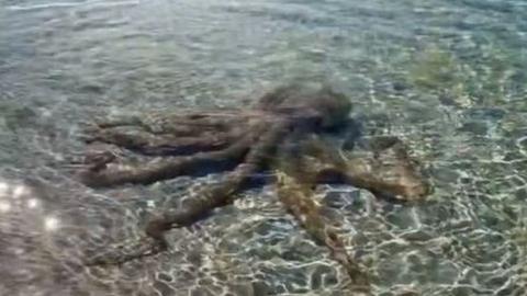 octopus in Australian beach