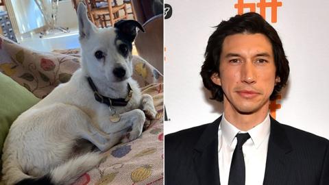 Actor Adam Driver (R) appeals for help to find Javelot