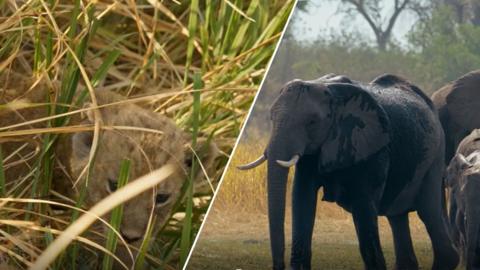 Split image of a lion cub and an elephant