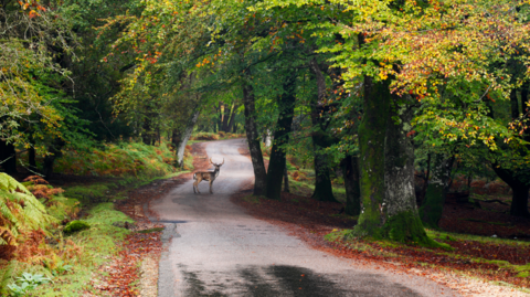 Stag in road in New Forest National Park