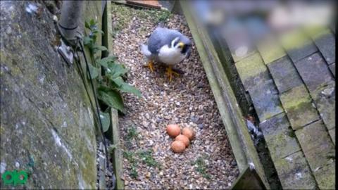 A peregrine falcon is stood on a gravel floor on a roof. There are four eggs in front of the bird. 