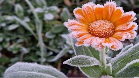 An orange flower and leaves in close-up covered by spikey frost