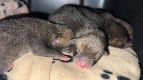 Small brown fox cubs with pink noses on a light brown blanket. Their eyes are closed.