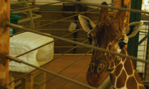 A giraffe's face looks at the camera from behind thin horizontal wire railings. To the left of the image is a white rectangular plastic container, with one end cut away and level with a gap in the railings   
