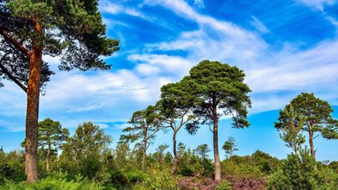 A picture of trees, shrubbery and a bright blue sky. There are several white fluffy clouds scattered across the sky.