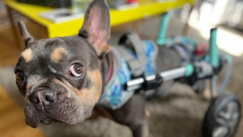 A small dog with a wheeled harness/chair attached to support his back legs