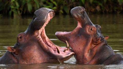 Two hippos with open mouths face each other in a lake near the Hacienda Napoles theme park, once the private zoo of Escobar.