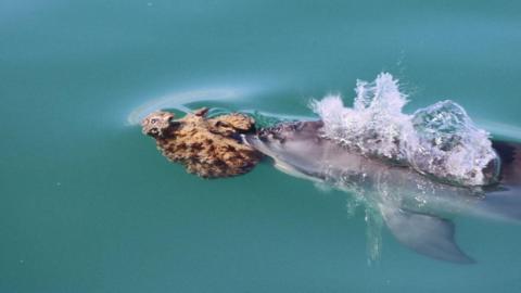 A dolphin holding a sponge in its mouth.
