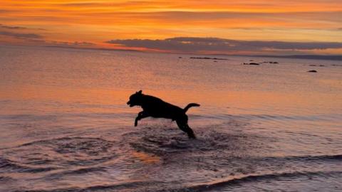 dog silhouette