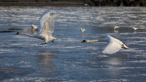 Two swans flying over a frozen lake in January.