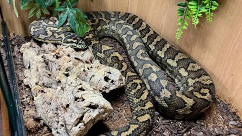 The snake (pictured) was first spotted near a footpath in Oakfield Road, Blackwater