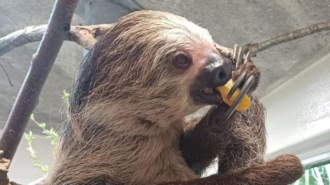 A sloth with light brown hair, holding some fruit to its mouth and taking a bite. it has long finger nails and is inside an enclosure.