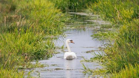 A white swan swimming in a lake. There is grass and bushes surrounding the lake.