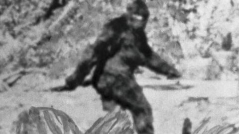 Black and white photograph of Bigfoot, who is a tall ape-like figure covered in black fur. He is pictured walking from the side, swinging his left arm in front of his body, and the left arm swinging behind him. There is a large amount of forestry pictured around him.