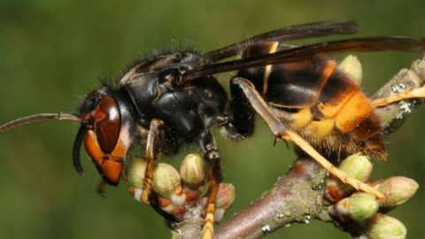 Close up of Asian hornet