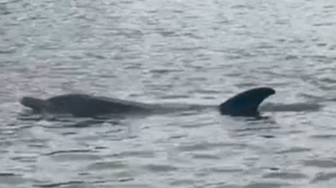 A dolphin in the river