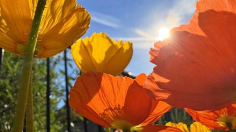 Bright orange and yellow flowers in close-up with bright blue sky and the Sun behind