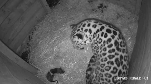 A black and white CCTV image taken from above showing an Amur leopard cub with an adult leopard