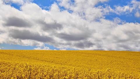 A yellow crop of flowers fills a field with huge white clouds in a blue sky 