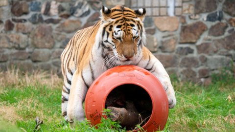A picture of Dragan the tiger jumping on top of a red old olive barrel. The tiger is golden, black and white in colour. There is pieces of wood inside of the barrel. 