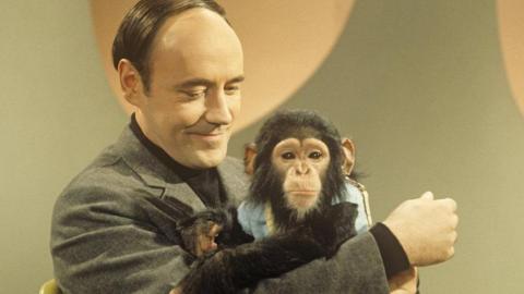 Desmond Morris and chimp. Morris is holding the chimp and looking at it. The chimp - which looks like a very young animal - is dressed in human clothes
