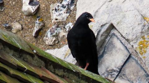 A red-billed black bird sitting by a nesting site in Dover Castle, Kent.