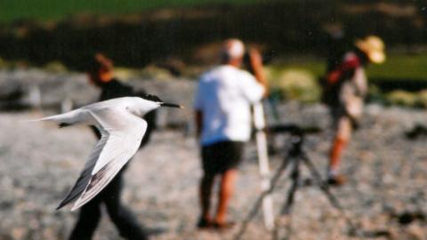 Sandwich tern flies past bird watchers looking the other way at Cemlyn Bay