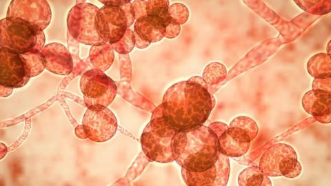 Computer illustration of the unicellular fungus (yeast) Candida auris. C. auris was first identified in 2009. It causes serious multidrug-resistant infections in hospitalized patients and has high mortality rates. It causes bloodstream, wound and ear infections and has also been isolated from respiratory and urine specimens.