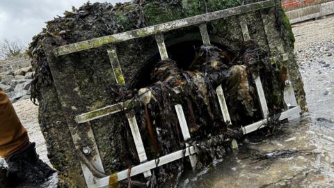 A grate covered in seaweed. 